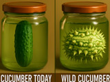 Wild Cucumber in a Jar