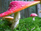 Fly Agaric Mushroom Puzzle Fly Agaric Mushroom Puzzle
