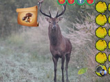 Mysterious Password Forest: Autumn Edition