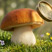 Mushroom Games