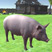 Pig Games